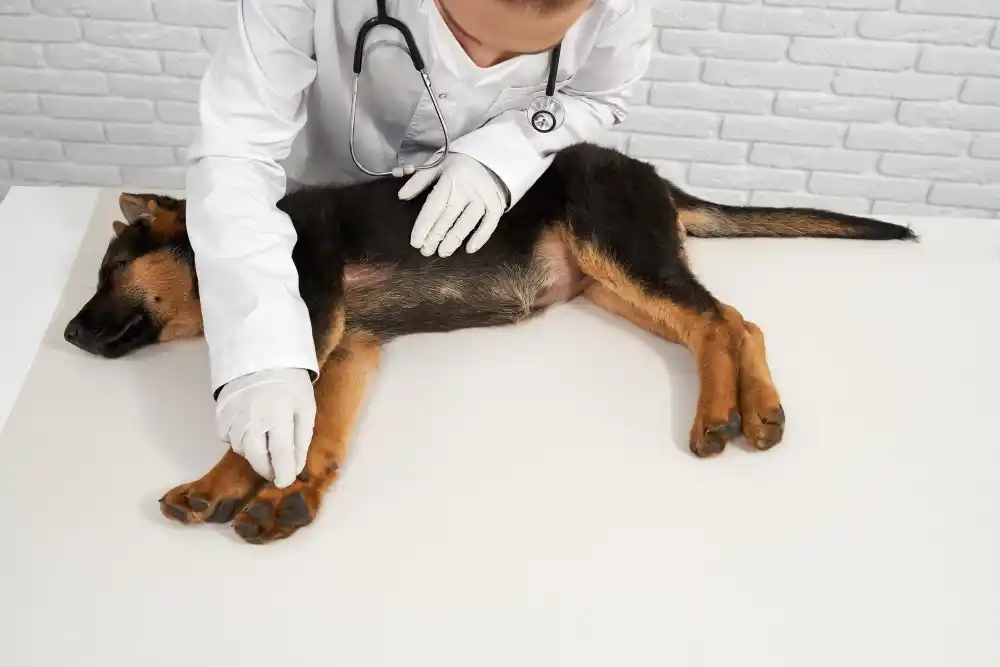 cortar diarrea en perros remedios caseros